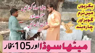 Goat Sheep Ke بخار Ka ilaj Aurوزن Barhain میٹھا سوڈا Se | Pyrexia And Acidosis Treatment | mithasoda