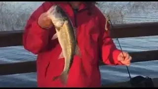 &ldquo;Reedy Lake&rdquo; Frostproof Florida