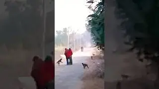 monkey kand #share #like #kare #trending #short #video #and #sabscribe #please #my #chenal