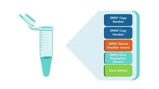 The AmplideX PCR/CE SMN1/2 Plus Kit