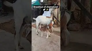 Pure Love: Mother Goat feeding her baby ❤️🍼 #AnimalFeeding #GoatLife #Pets #ShortsFeed #MilkTime