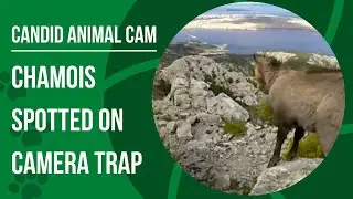 What is a chamois? | Candid Animal Cam
