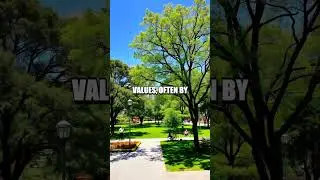 The Extraordinary Benefits of Trees in Urban Areas