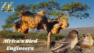 Inside the Sociable Weavers&rsquo; Giant Nest: Africa&rsquo;s Most Fascinating Bird Engineers in 4K