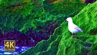 4K ULTRA HD | VIDEOGRAPHY | DRONE | SHOTS | HIGH QUALITY | NATURE | 