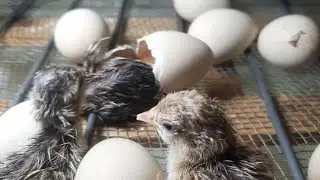 Momento exato do nascimento  da perdiz chukar, uma dica de como deixa a ração no ponto pra filhotes