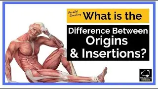 What is the Difference between origins and Insertions? [HOJI]