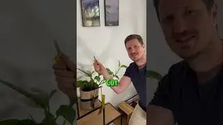 How to Treat Yellow Leaves? #yellowleaves #plantcare #plantlife #indoorplants #plants