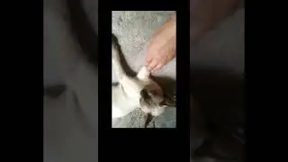 Funny Cat Videos 😻 Funniest Cats 2022