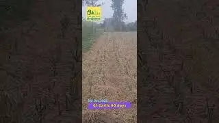 NARC G1 Garlic @ Pind Farms