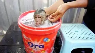 SweetPea always bath in small jar every day.