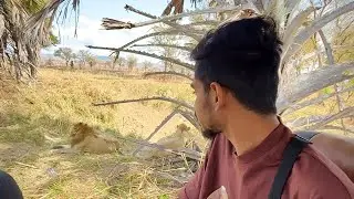 Mikumi National Park, Tanzania 🇹🇿 ( Morogoro ) jungle safari 🦁