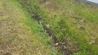 Kolbuszowa dewastuje przyrodę przydrożnych row&oacute;w