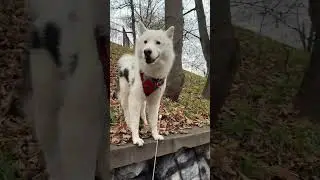 Yakutian Laika Weighs the Jump&mdash;Then Chooses the Safer Path #YakutianLaika