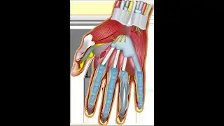 Nerve-Muscle Connection designed to  prevent TRAUMA, get your FITTER here