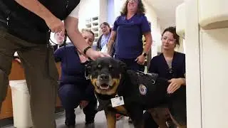 The Secret Role of These Specially Trained Dogs in Health Care