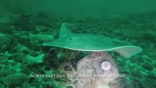 Diving with Common Skate, North East Dive