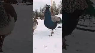 Peacocks in the SNOW 🙈 #shorts