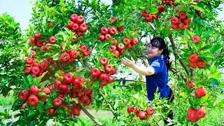 How To Harvest Wax Apple, Sell It At The Market And Cook Dishes At Home | Tieu Vy Free Bushcraf