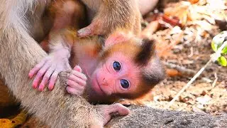 Live: Baby Monkey Tries to Walk While Mama Watches Calmly 🐒💛