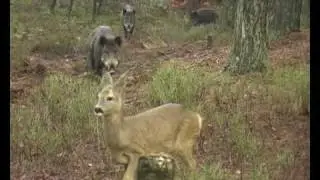 Family tie, Roedeer, Veluwe