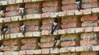 GLOBALink | Rosy starlings help protect pasture in China's Xinjiang