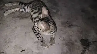 kitten looking style | kitten playing mode | kitten #beautifulcat #beautifulkitten #kittengaming