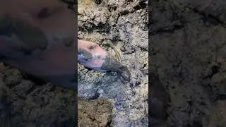 Eel catching at night on rural place oddly eel fishing #Shorts