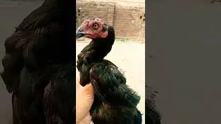 #musia#viral#asell murga#videoshort