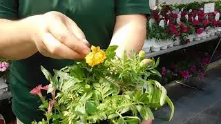 Caring for Part sun to sun annuals: Pansy, Marigold, Petunia