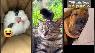 Cat videos ❤️ Try not To laugh 😅 #lifeandcats Ep 3109