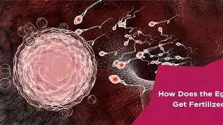 Human Fertilization: The Beginning of Life #HumanFertilization#ReproductiveHealt#Embryology