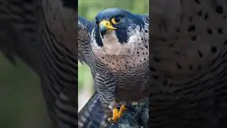 The World's Fastest Predators! #animalshorts #viralvideo