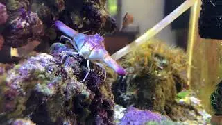Ixa cylindrus