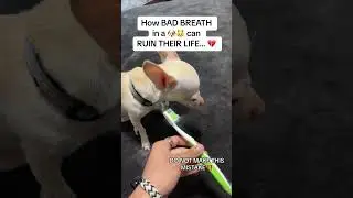 Pet safety alert! #pets #petproducts