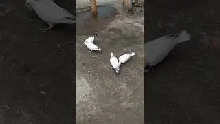 pigeon training started at early morning.
