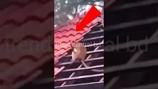 monkey Funny 🐒😂 #funnymonkey #monkeybusiness #comedywildlife #laughtertherapy #animalantics