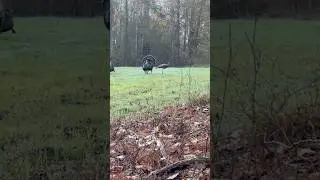 What really happens when you turkey hunt