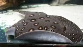Stingrays, two brothers