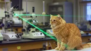 Excellent study and concentration music. A cat is performing scientific experiments with laser beams