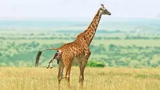 Baby Giraffe Takes Amazing First Steps Just 5 Minutes After Birth