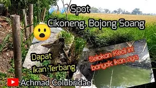 🎣Mancing Alam Liar. Spot Cikoneng. Bojong Soang