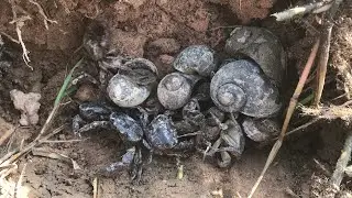 Lucky Day Hunting a 10 Giant Crabs , a Giant Snails and a Baby Crabs #hunting #crab