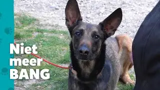 Herder Taco durft weer te vertrouwen  - Help! Mijn Baasje Heeft Hulp Nodig