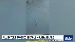 Gator sightings in North Fort Worth | NBC DFW