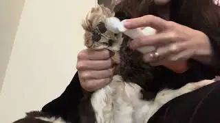 Magic Foam Paw Cleaner 🐾 No-Rinse Rose Extract Cleanser for Dogs & Cats!