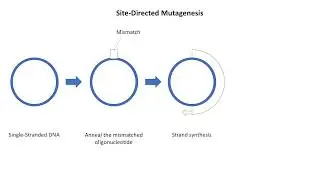 Site-Directed Mutagenesis Animation