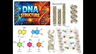 DNA Structure Explained | Nucleotides, Purines, Pyrimidines & Types of DNA