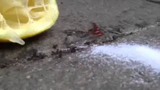 Ants collecting sugar