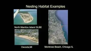 Piping Plover recovery: 40 years of research and conservation in the Great Lakes